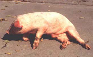 Signos de par�lisis