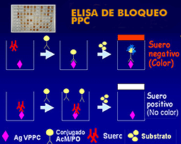 Elisa de captura PPC
