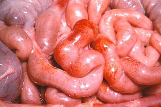 Congesti�n y hemorragias en la pared intestinal