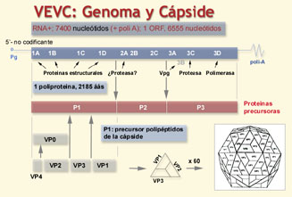 Pulse sobre la imagen para ampliarla
