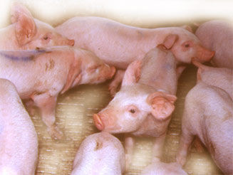 cerditos