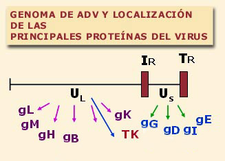 genoma