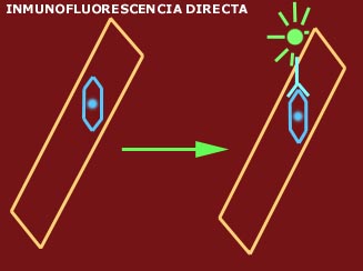 inmuno