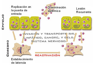 latencia