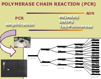pcr