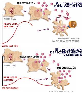 vacunas2