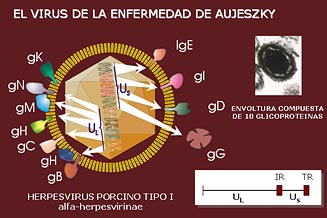 virus2