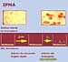 ipma