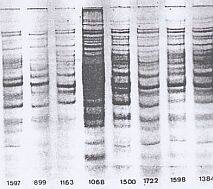 Perfiles SDS-PAGE en los biotipos I y II