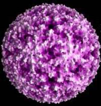 virus