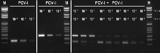 PCR