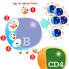 Diagram of Ag presentation by B lymphocytes.