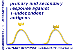 Primary and secondary response against T-independient antigens