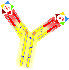 En cada inmunoglobulina: dos sitios de unión con el Ag