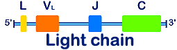 Light chain diagram