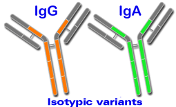 Isotypic variants