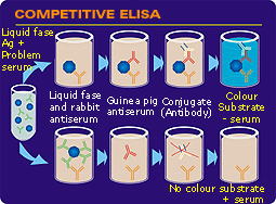 Competitive ELISA