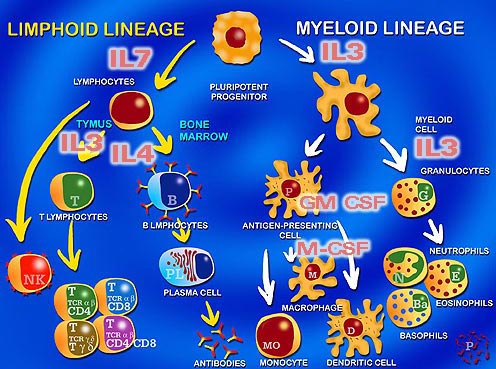 Main cytokines that stimulate hematopoiesis.