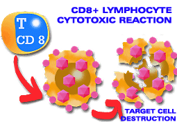 Cytotoxic mechanism induced by CD 8 lymphocytes