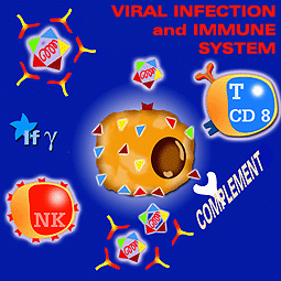 Viral infection and immune system
