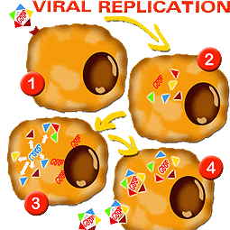 Viral replication cycle