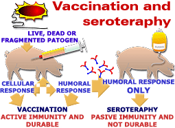Vaccination and serotherapy