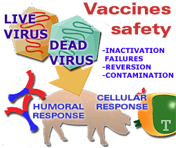 Vaccine: efective and durable response.