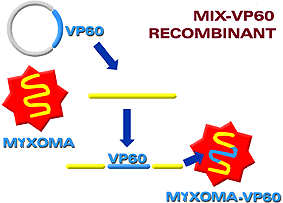 Construction of MIX-VP60