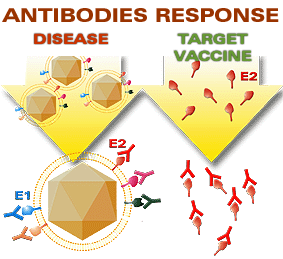 Antibody response
