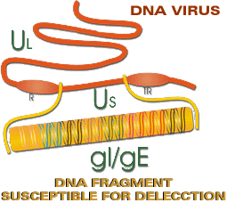 DNA structure of the Aujeszky virus