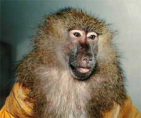 Photo of a baboon