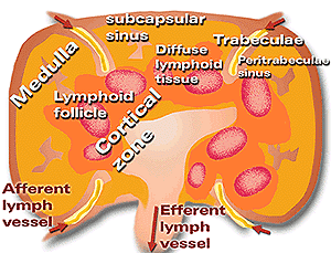 Swine lymph node