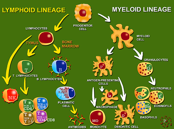 Cell lineages