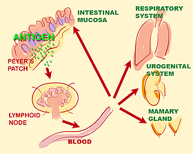 Stimulation of the lymphoid tissue of the mucosae