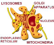 Diagram of the structure of a macrophage.