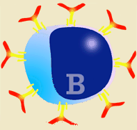 Transformation of a B lymphocyte into a plasma cell