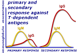Primary and secondary response against T dependent antigens