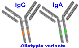 Allotypic differences