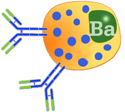 Binding of IgE to a granulocyte