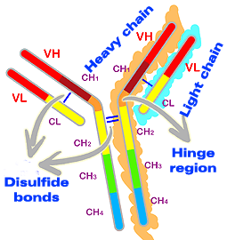 General diagram of an immunoglobulin.