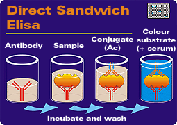 Direct "sandwich" Elisa