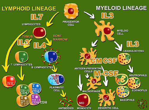 Hematopoiesis and cytokines