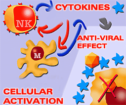cytokines. Cell activation
