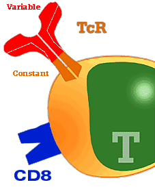 Detail of a T lymphocyte