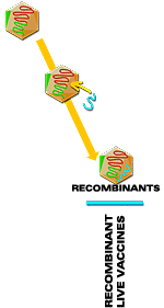 Technique of recombinant DNA