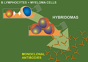 Production of monoclonal antibodies