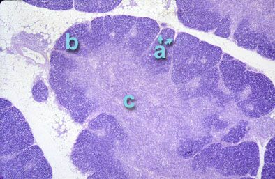 Histological section of pig thymus