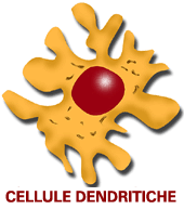 Cellule dendritiche.