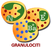 Granulociti