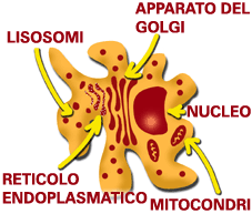 Schema della struttura di un macrofago